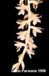 Dendrochilum convallariaeforme (syn. D. bicallosum)