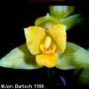 Lycaste aromatica