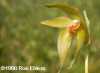 Lycaste denningiana