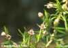 Maxillaria arbuscula