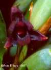 Maxillaria variabilis