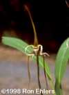 Maxillaria fractiflexa