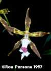 Odontoglossum aspidorrhinum