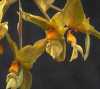 Stanhopea Wardii