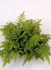 Pteris fauriei