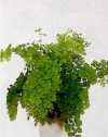 Adiantum raddianum &#039;Fragrans&#039;.