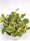 Peperomia obtusifolia