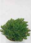 Selaginella lepidophylla