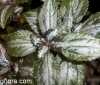 Pilea cadierei &quot;Silver tree&quot;