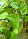 Cissus antarctica Vent.