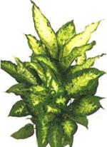 Dieffenbachia 'Candida'