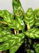 Aglaonema commutatum "Treubi"