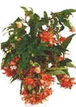 Begonia tuberhybrida Voss. "Pendula" fl. pl. hort.