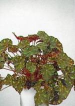 Begonia boweri 'Tiger'.