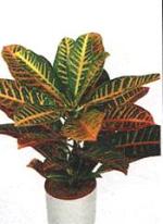 Codiaeum variegatum 'Petra'