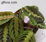 Maranta leuconeura "Erythroneura" (tricolor)