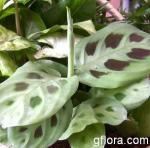 Maranta