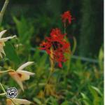 Epidendrum E. radicans Pav.