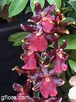 Colmanara Wildcat "Bobcat"