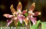 Odontoglossum wyattianum