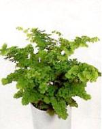 Adiantum 'Monocolor'